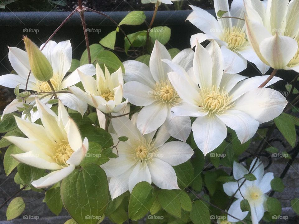 Clematis explosion