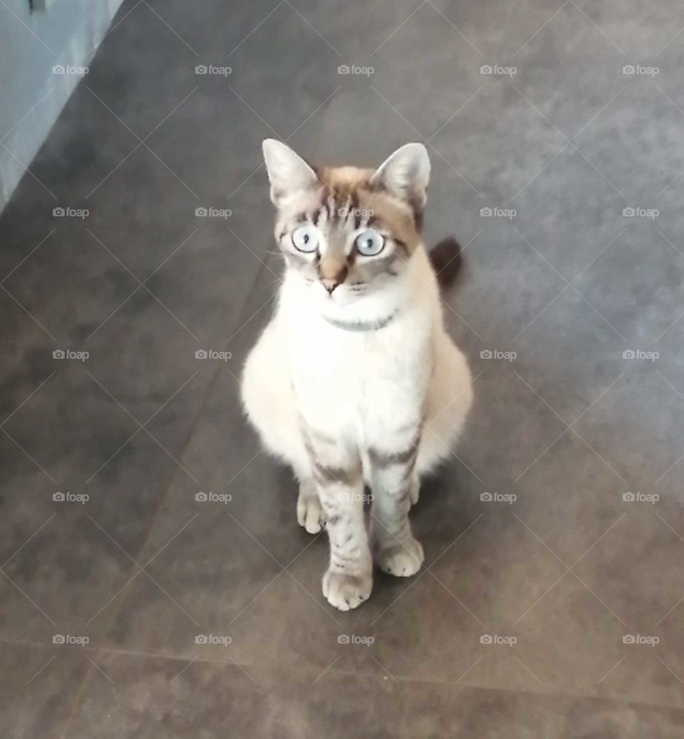 my cat Viola watching a bird's documentary