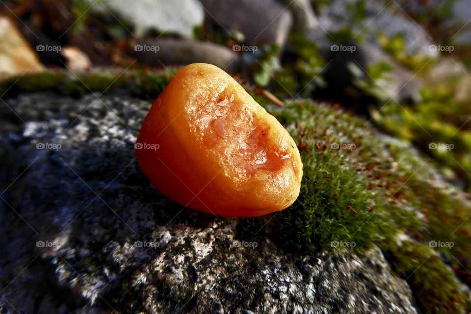 Amber Blank  locality - Baltic Sea Beach 