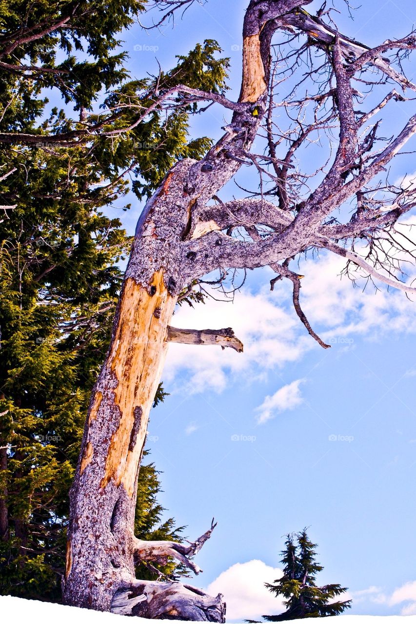 Crater Lake Tree