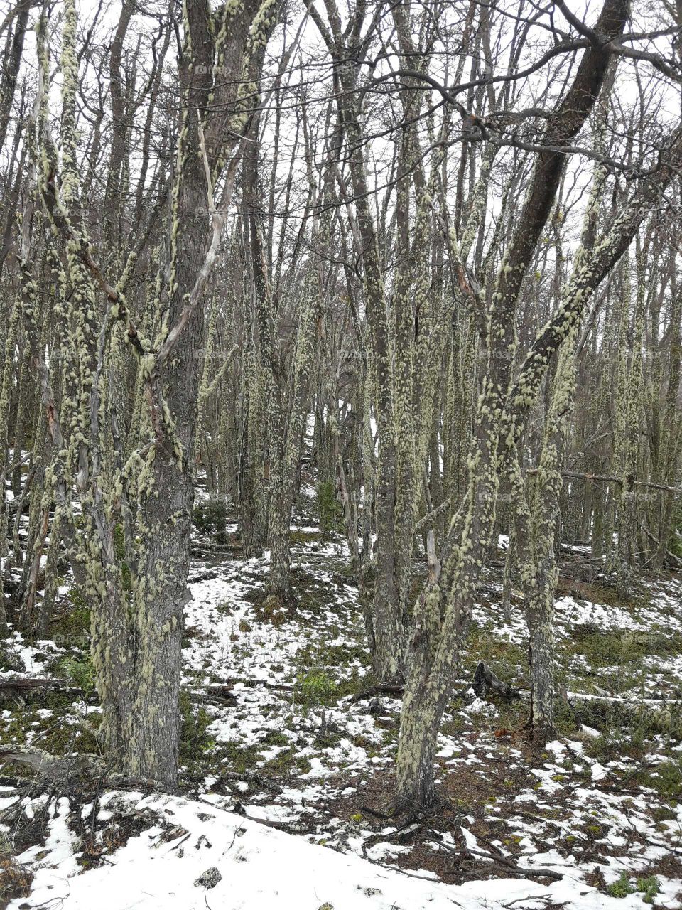 bosques patagónico