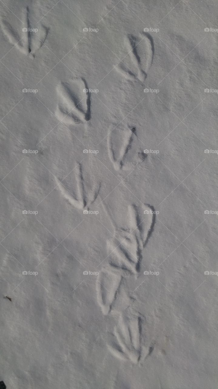 geese birds print on snow