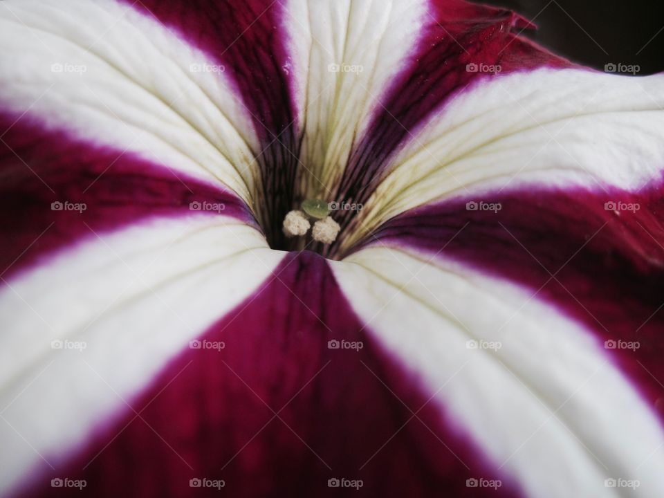 Purple and white flower; macro
