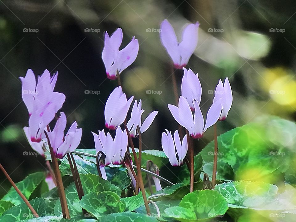 Lillie’s of The Valley 