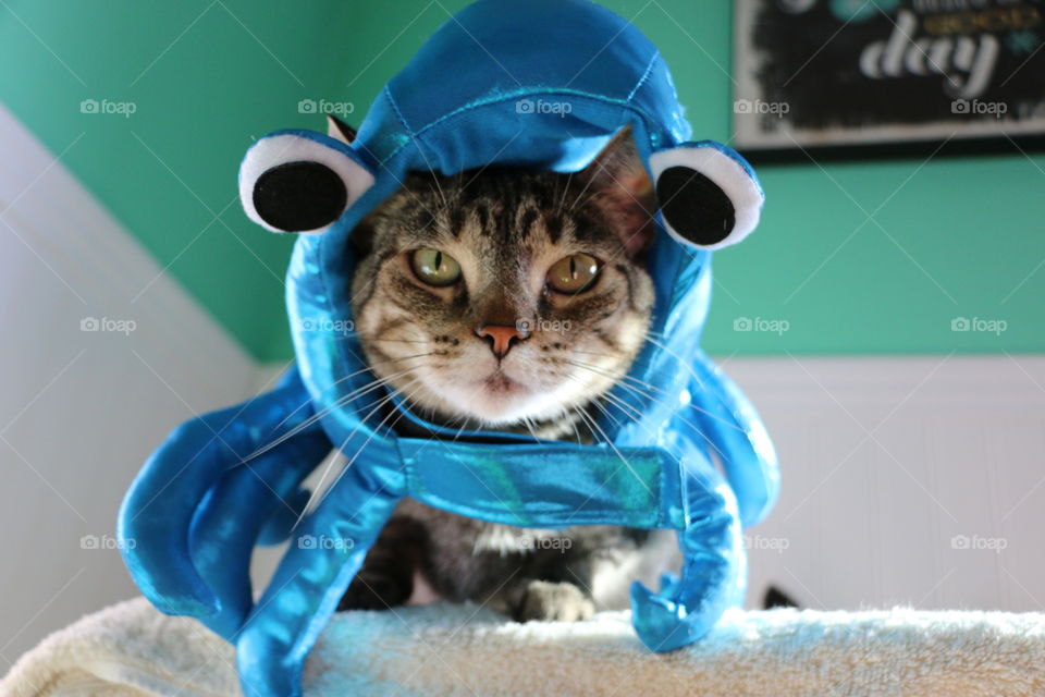 This cat is ready for Halloween in this funny octopus costume
