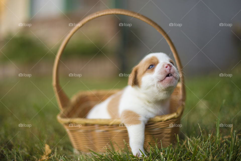 Puppy in a basket 