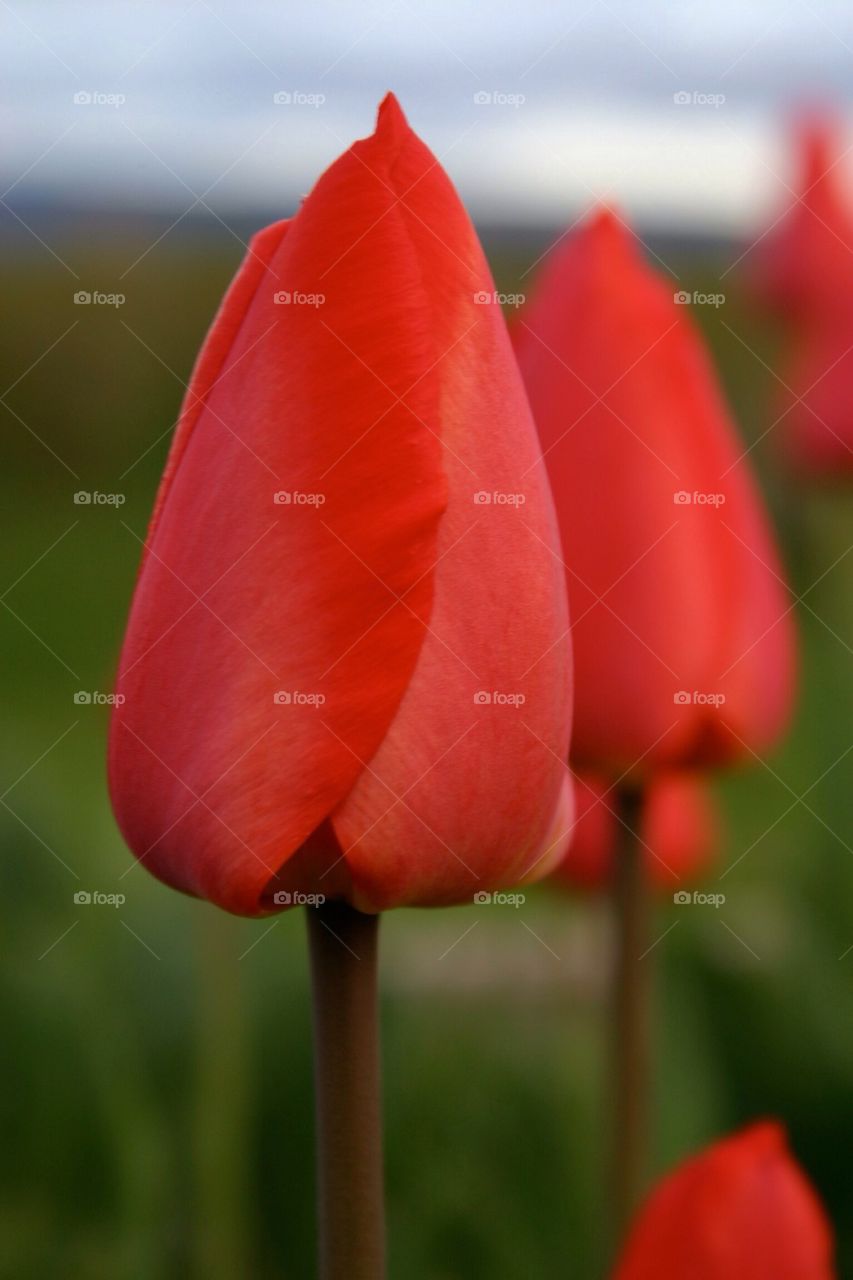 Tulips