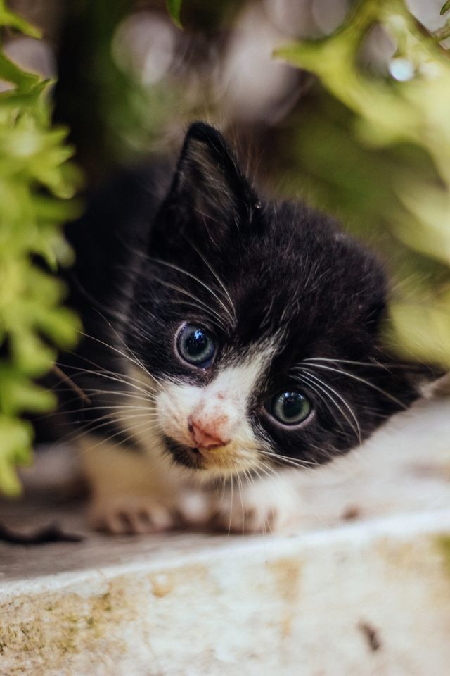 cat PICTURES