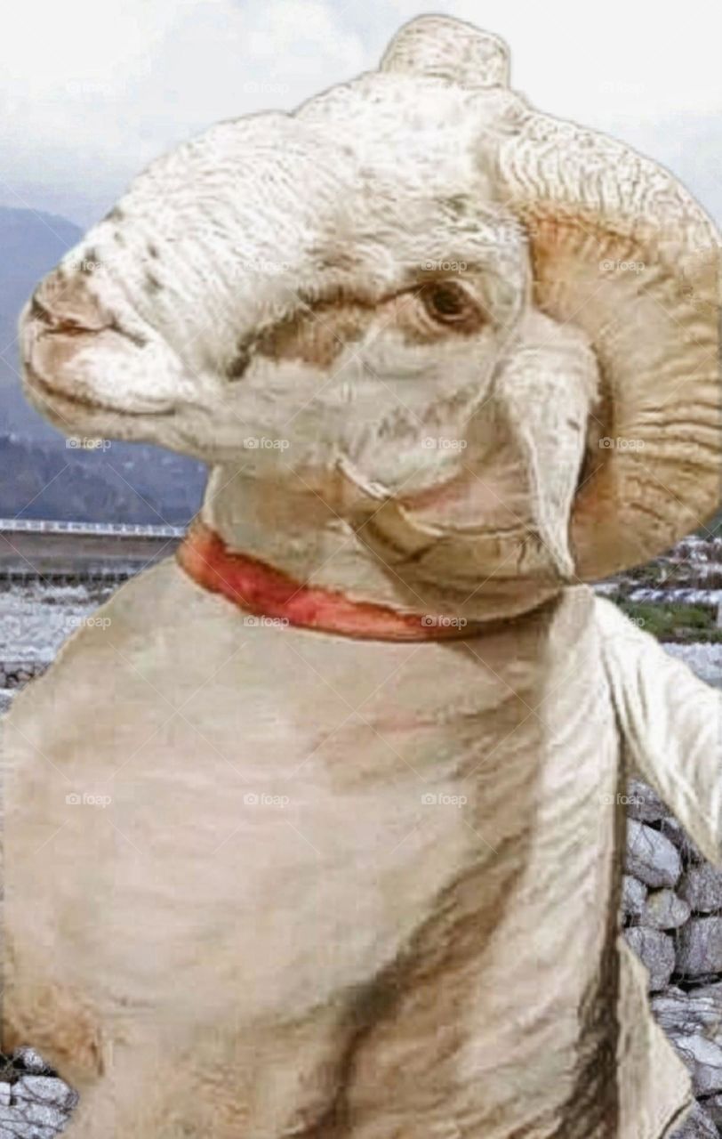 August 15th 2023 rajasthan india. My beautiful and cute goat.