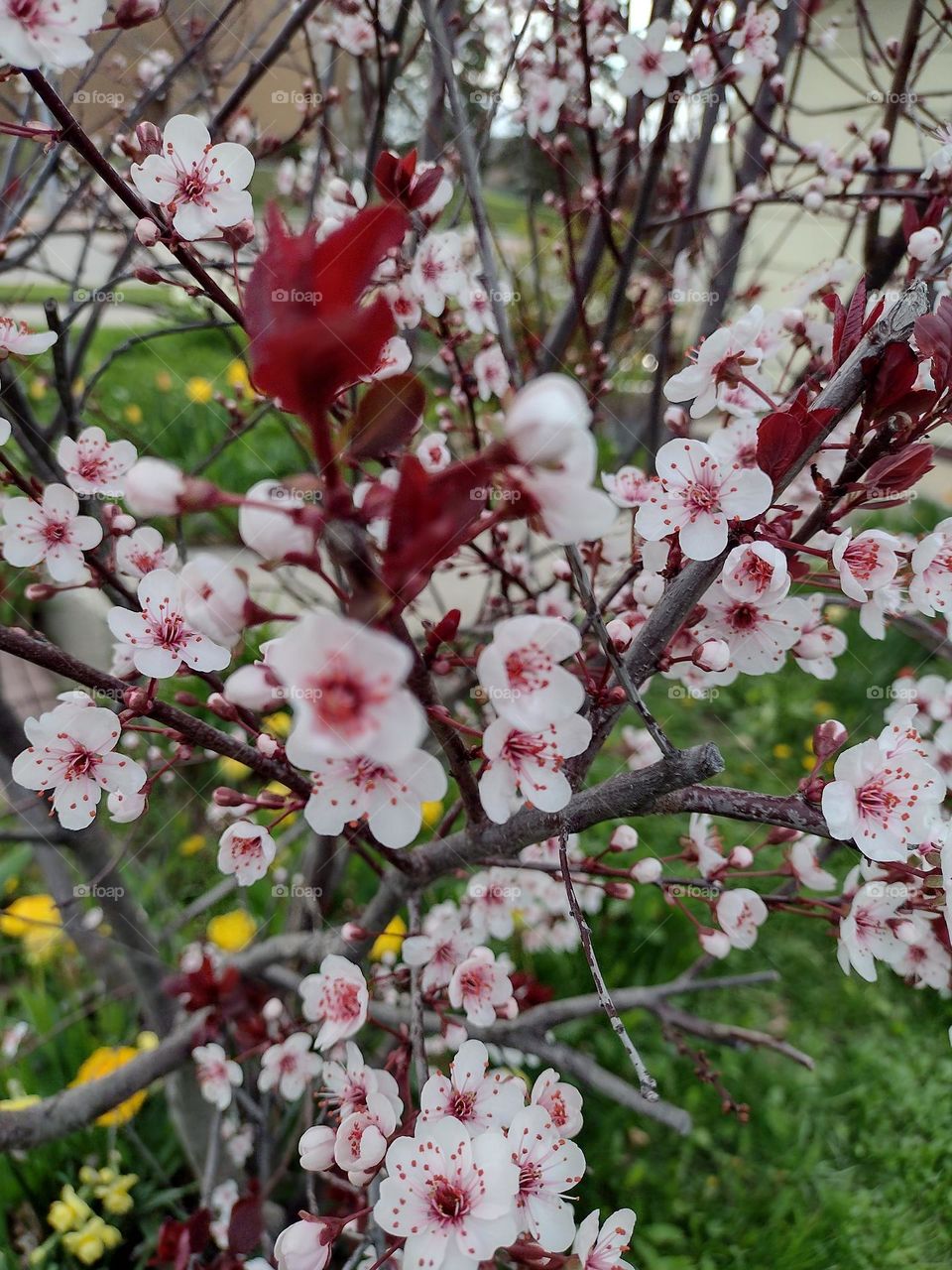 Flowering Spring Bush