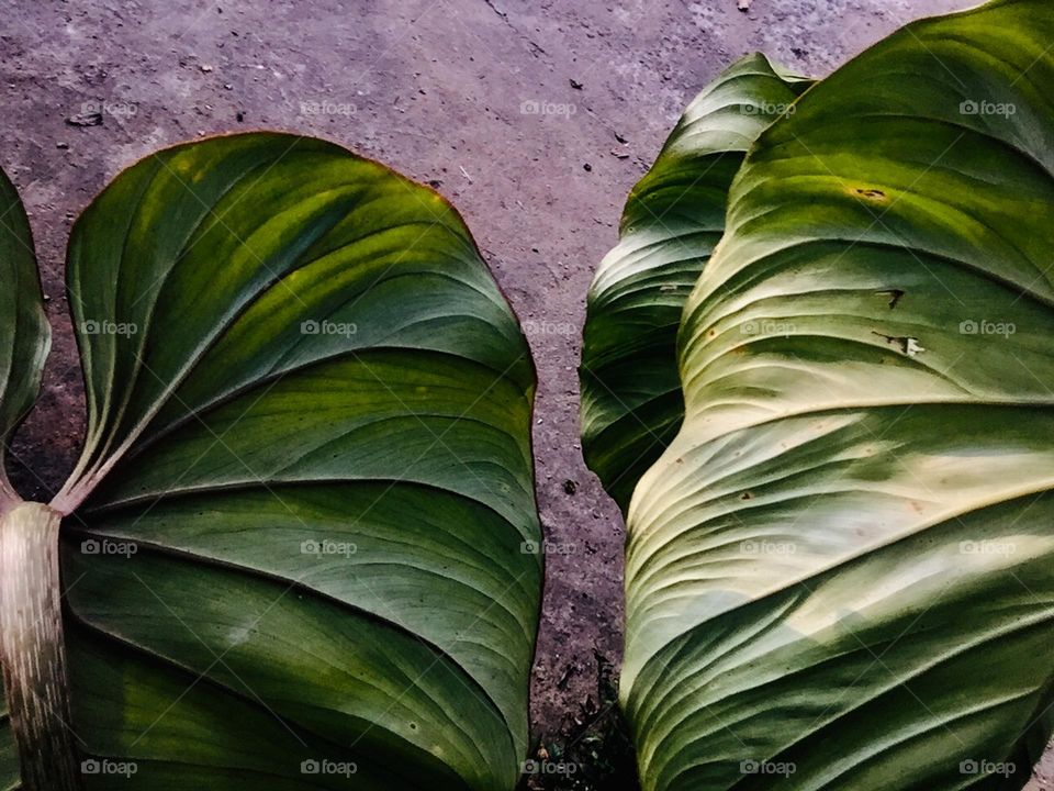 Green nature 