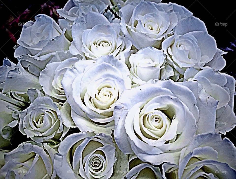 Silver roses