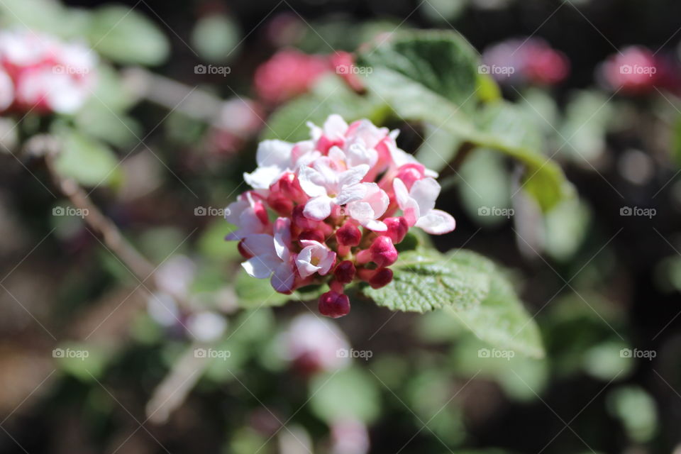 Wildflower in Sunken Park. NE