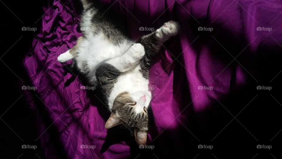 My all time favorite place to be is in my bedroom with my kitties. Here Lilly the kitty is sleeping soundly on purple sheets on the bed.