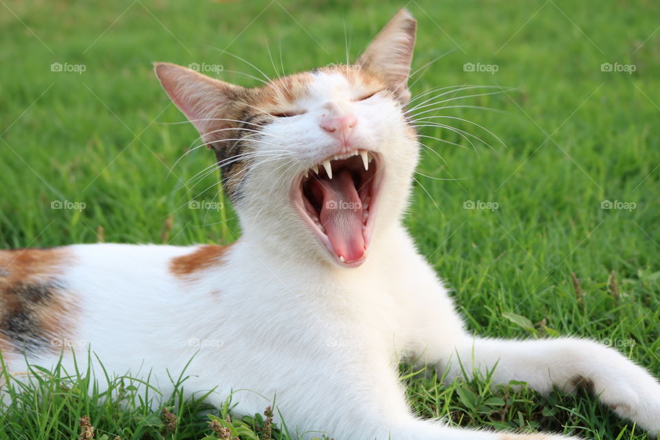 Cat on green grass