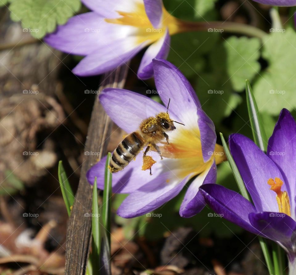 Honey bee at work in springtime 
