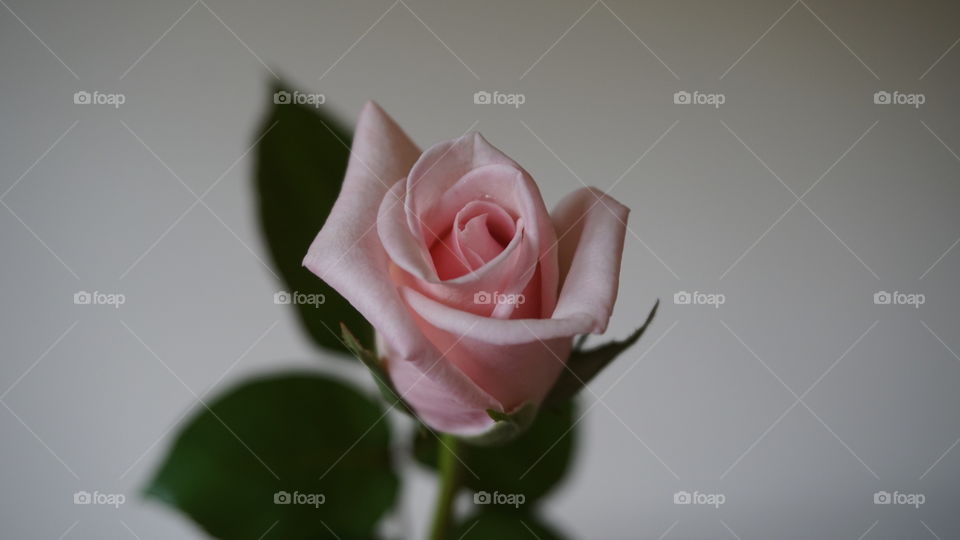 Pink rose