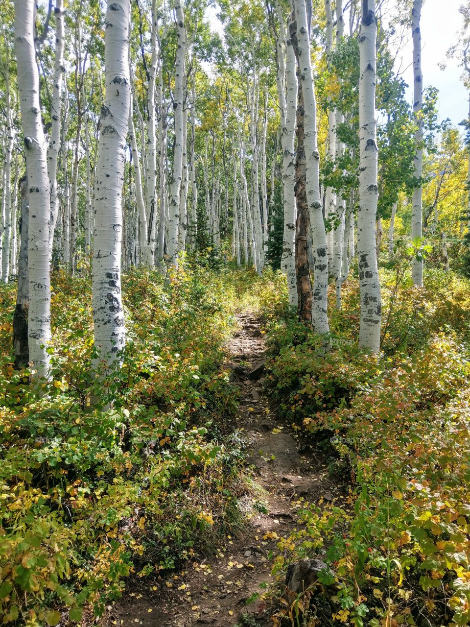 through the aspens...