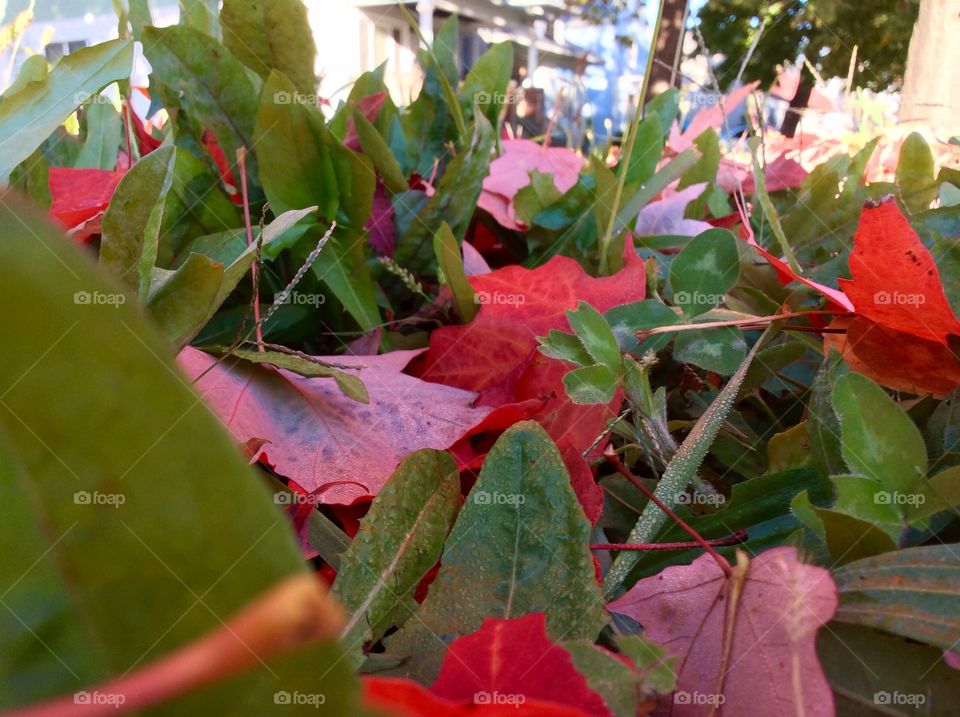 Maple Leaves on Ground