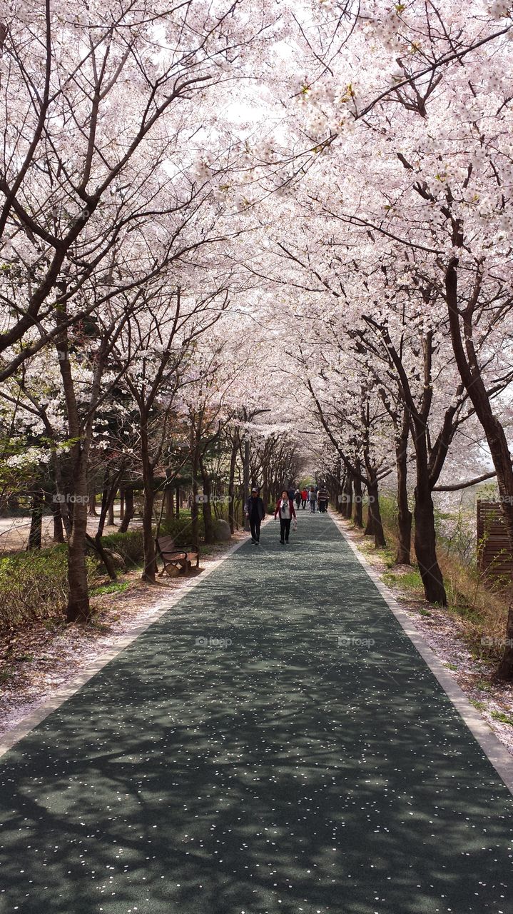 A path going through the cherry blossoms