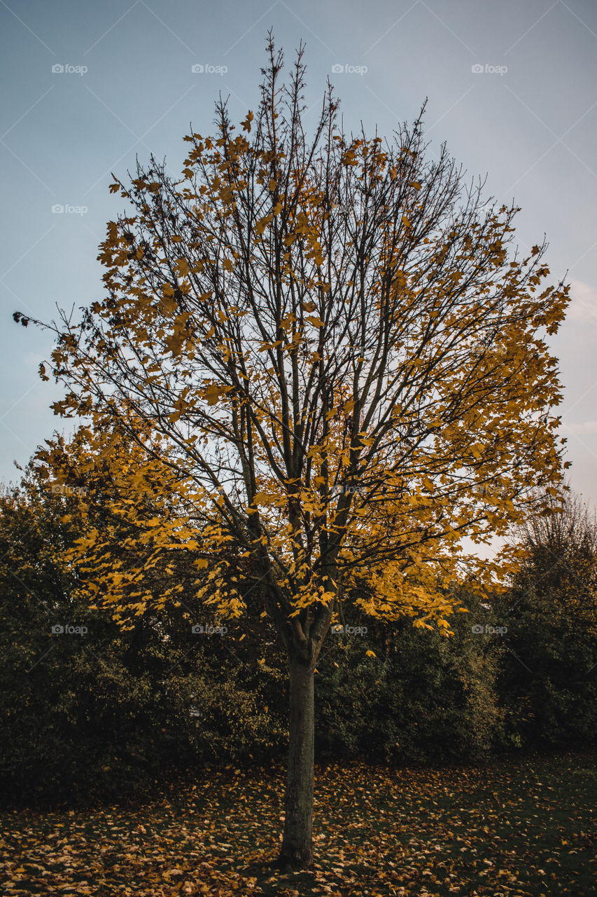 Fall tree in all is beauty 
