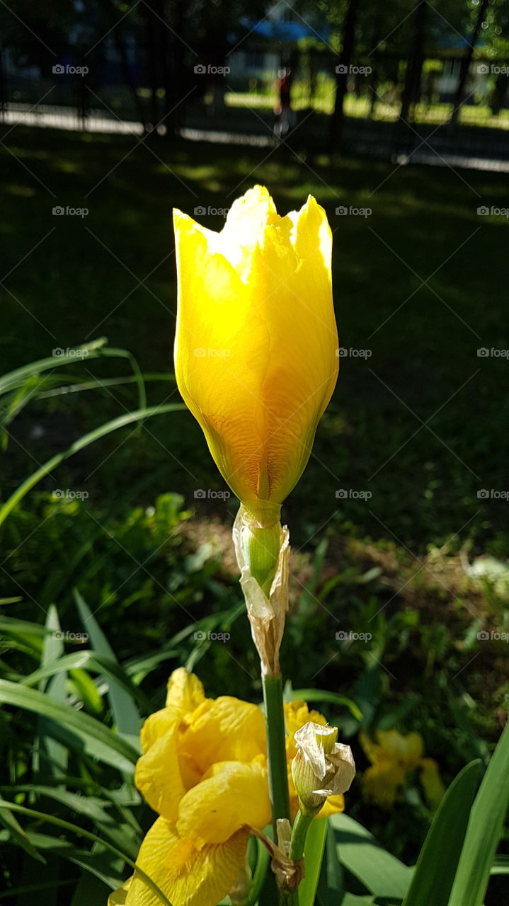 yellow iris golden bud