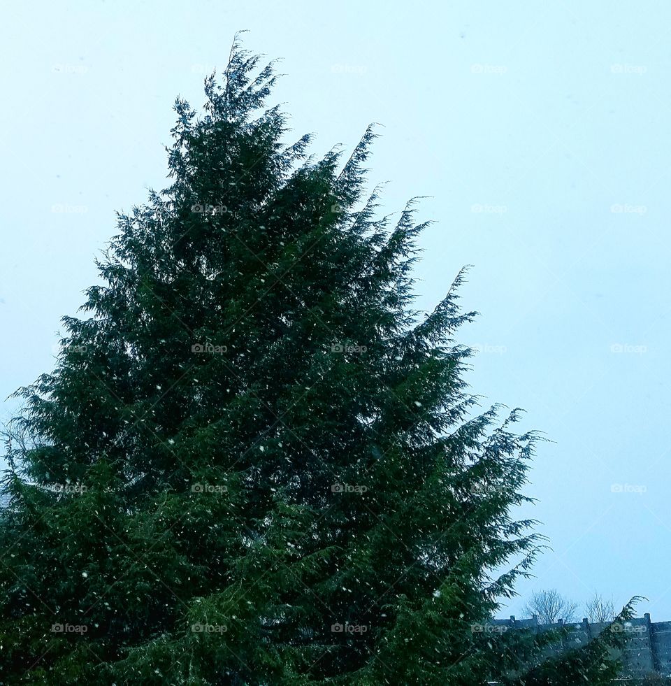 pine tree while it's snowing