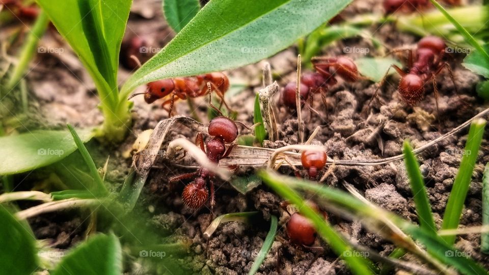 Red Harvester Ants Use and Replant Seeds The Harmony of Nature 🐜🌱💞