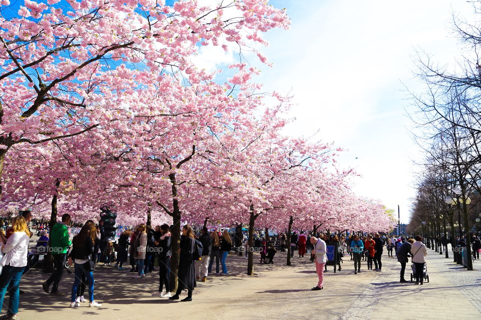 Tourist under the cheery blossoms trees