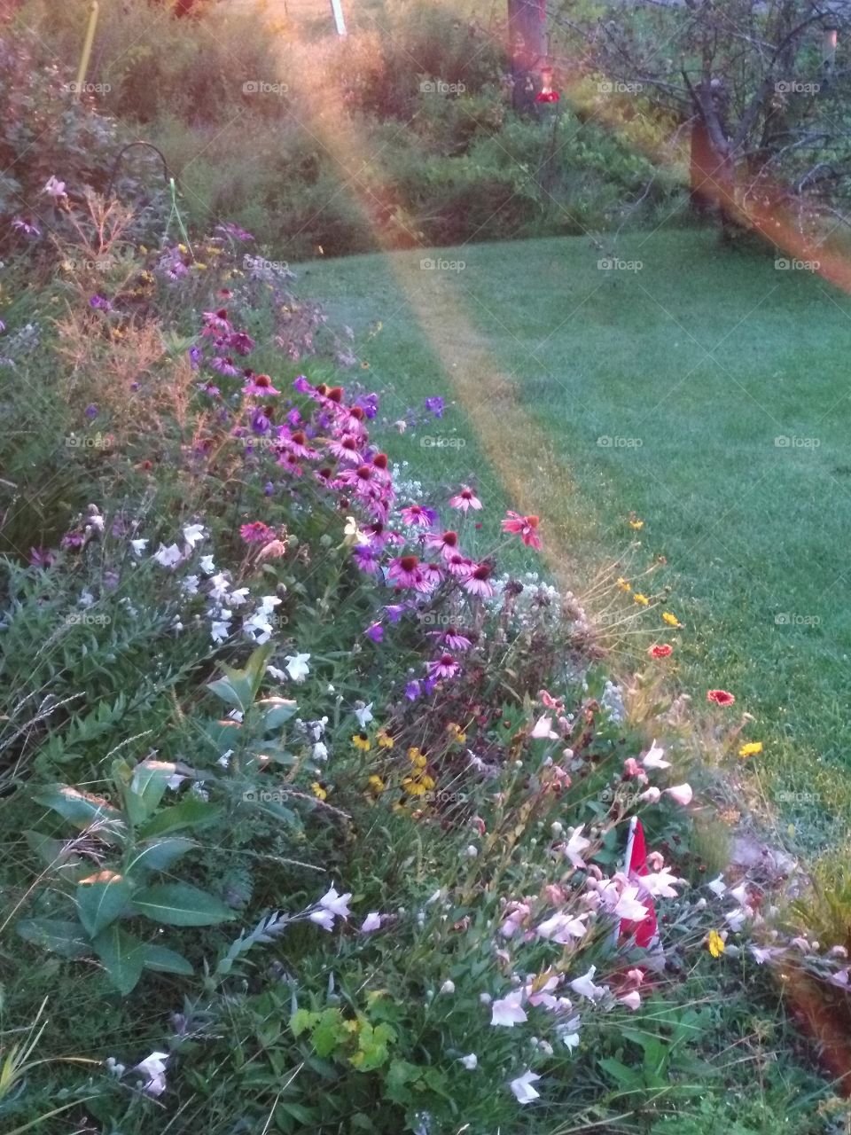 a ray of sunshine can brighten up everything