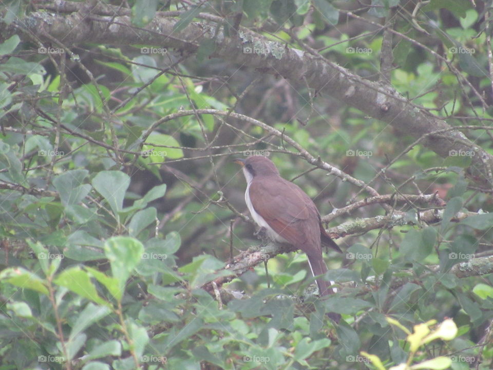 Yellow billed cuckoo