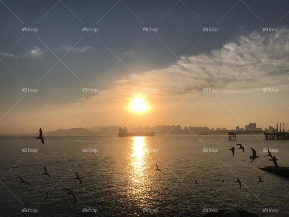 The seagulls in the sunset 