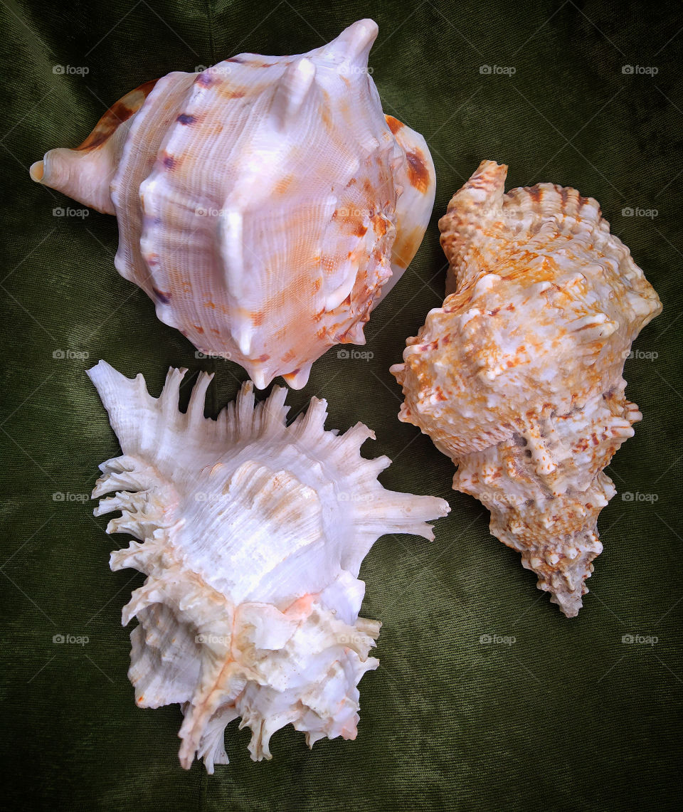 Three large sea shells of different types