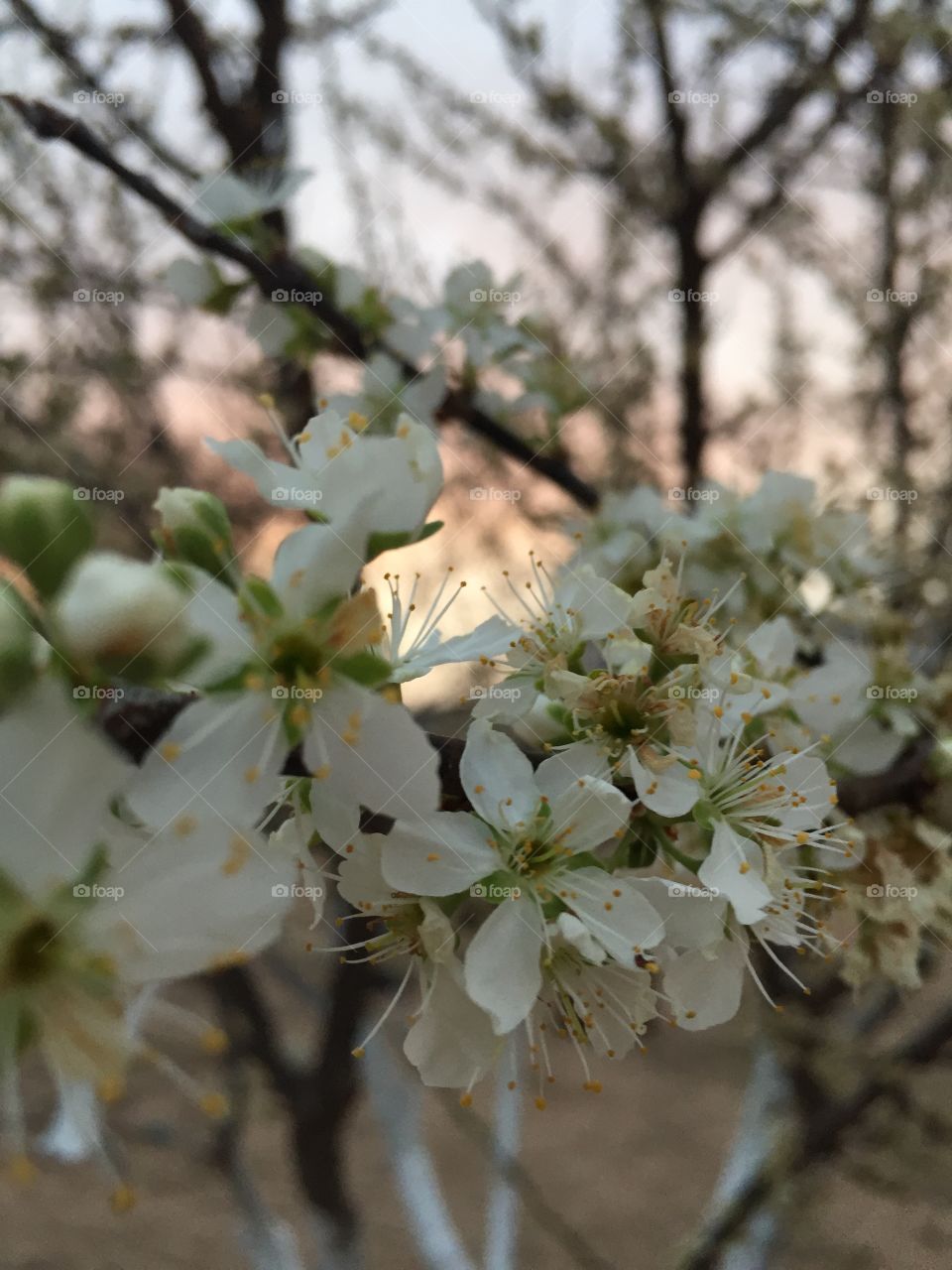 Flower, Tree, Cherry, Nature, Apple