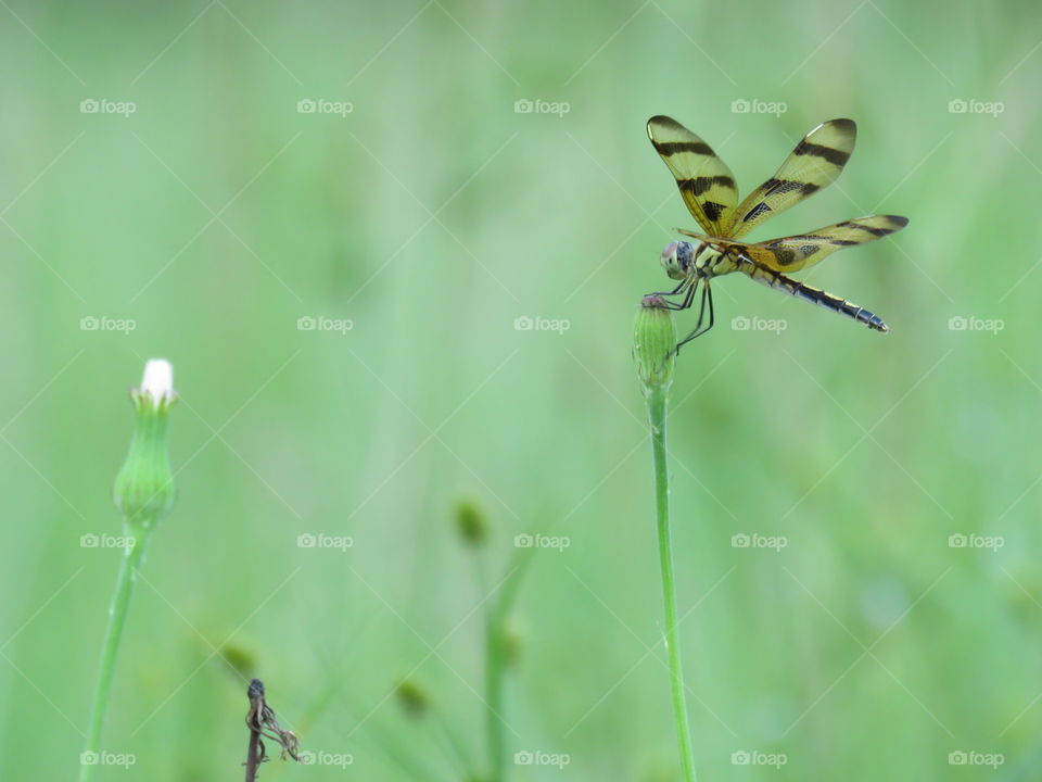 Halloween Pennant dragonfly