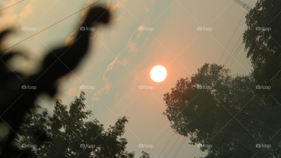 Low angle view tree during sunset