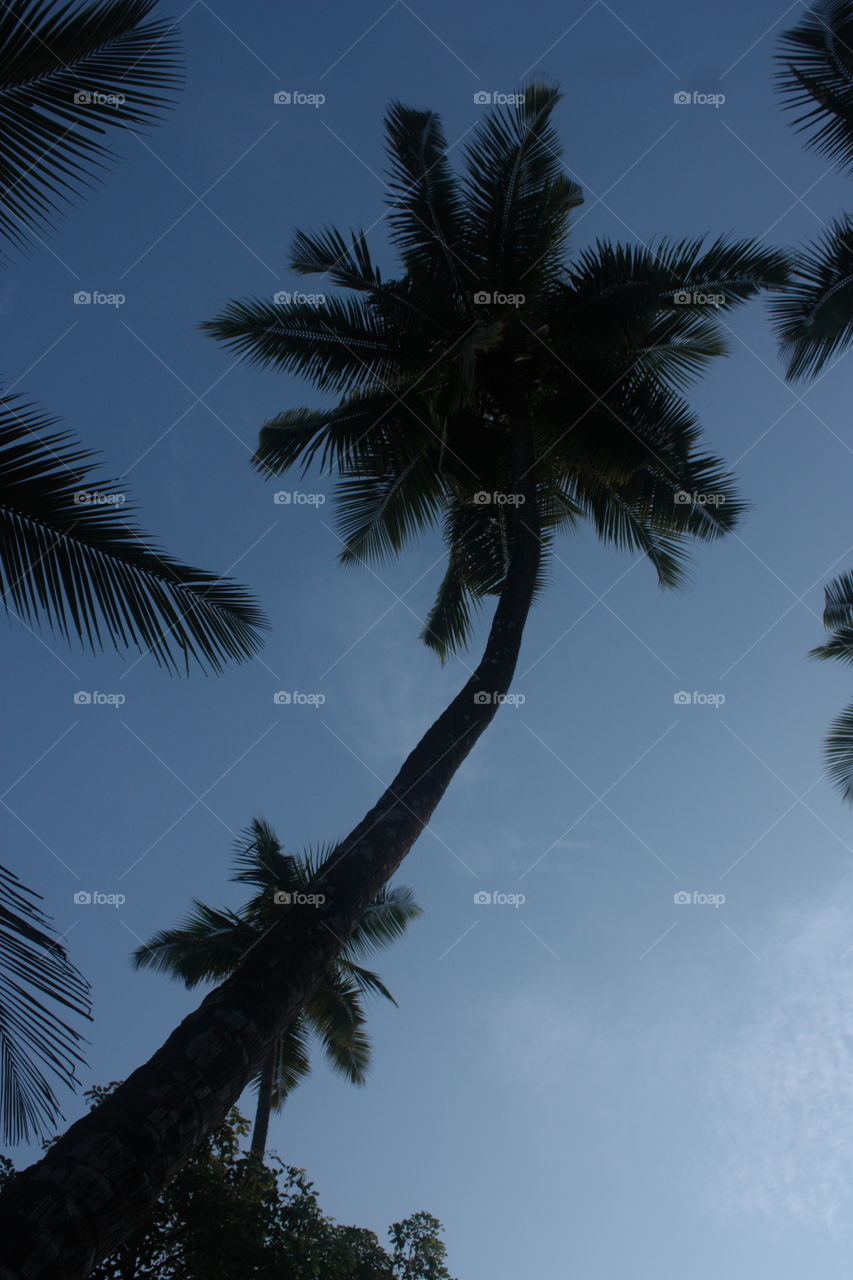 coconut tree with silhouette