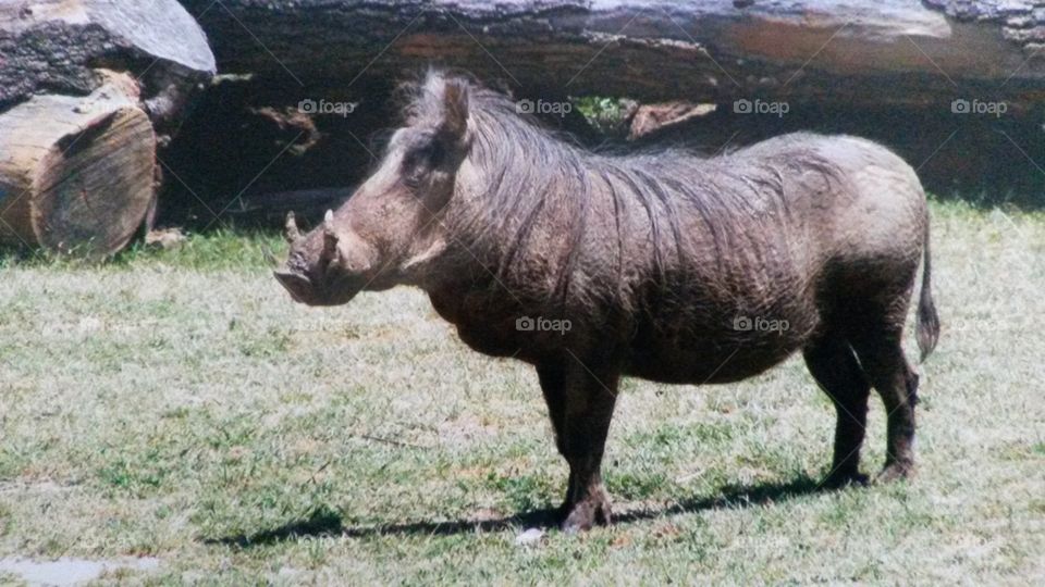 Warthog