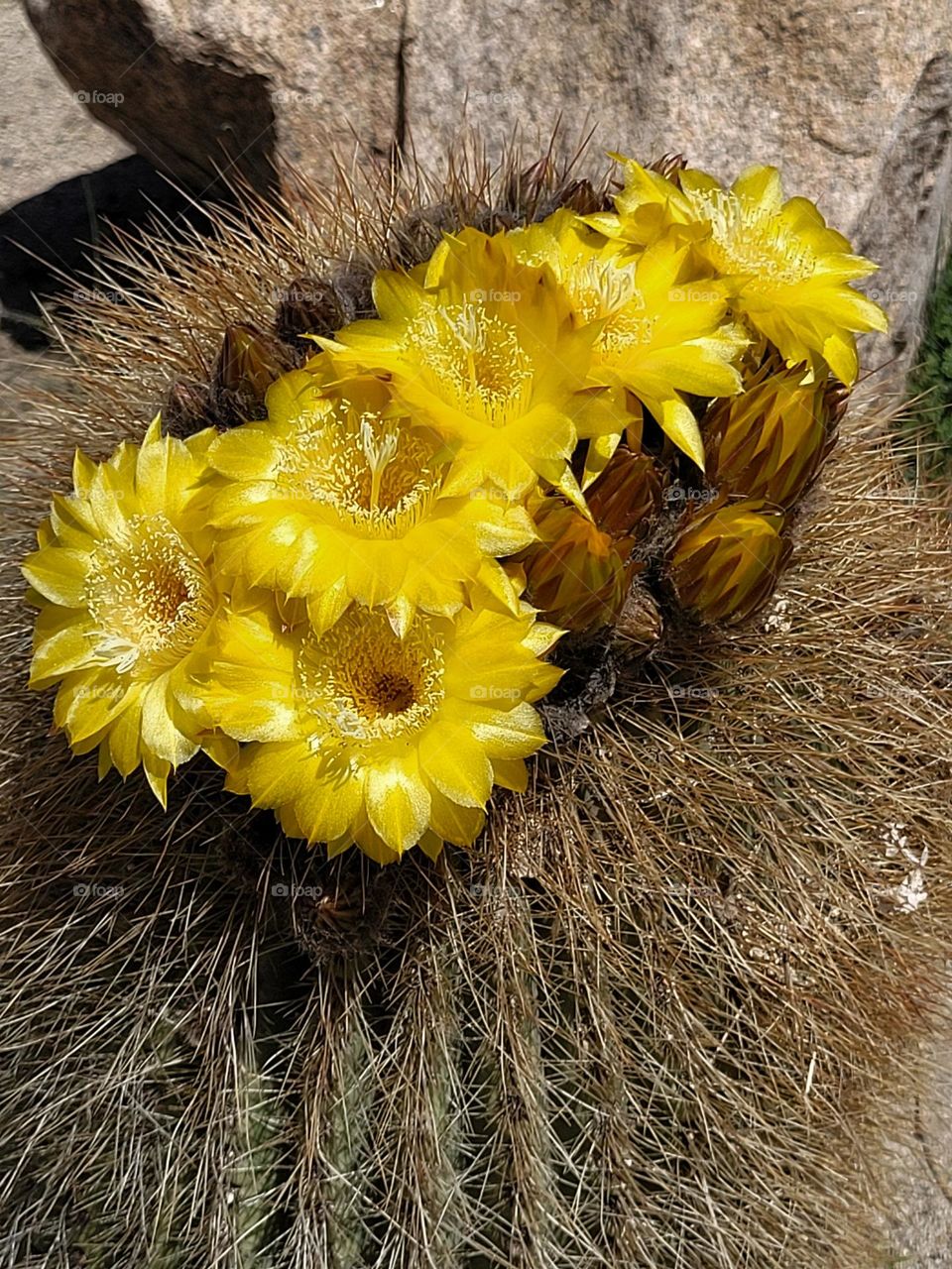 flores de cactus