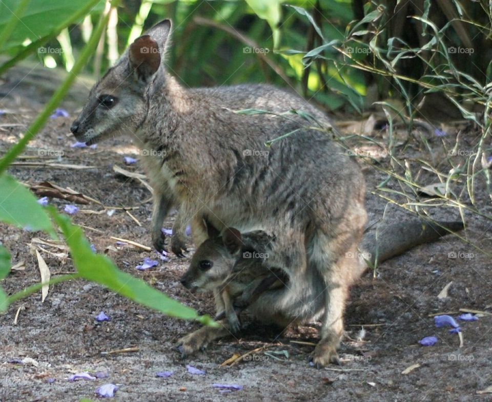 Swamp Wallaby and her baby