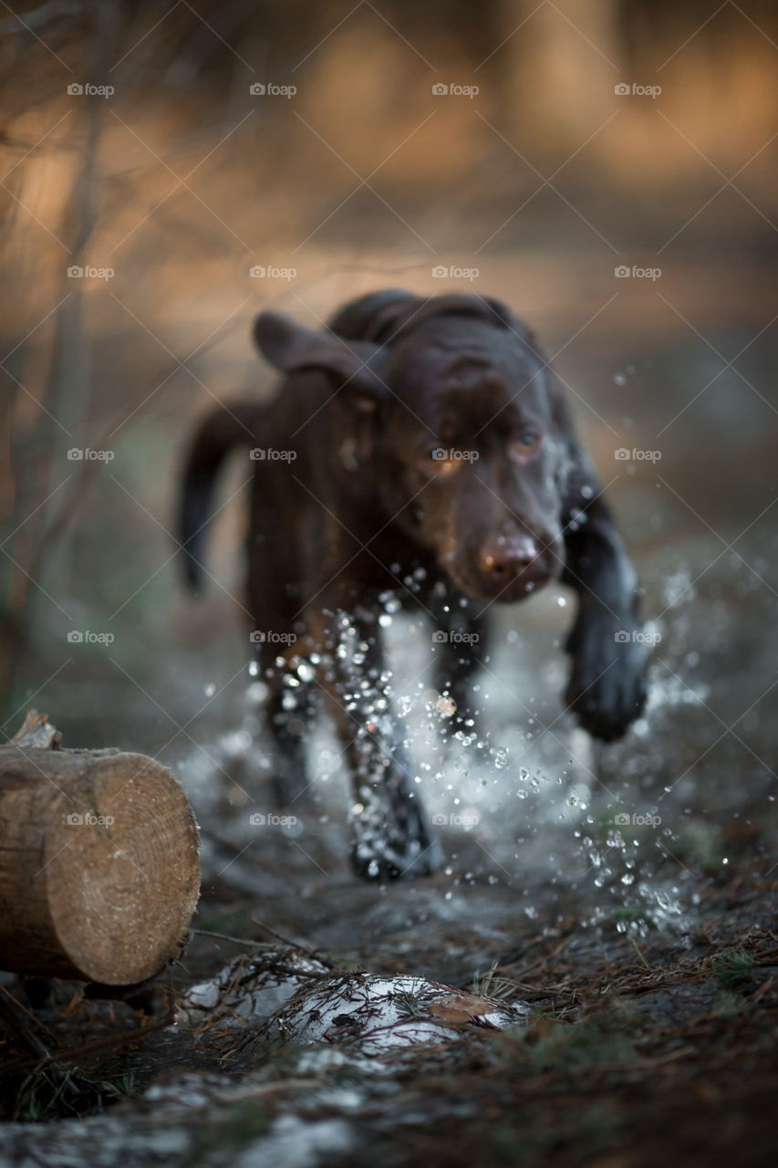 Funny brown Labrador dog in spring forest