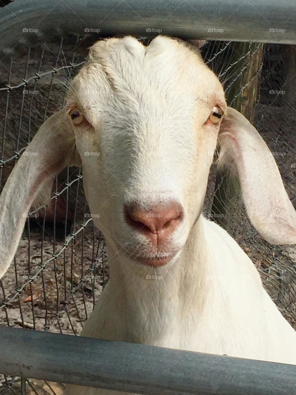 Nubian goat face in a pen at a farm in the country
