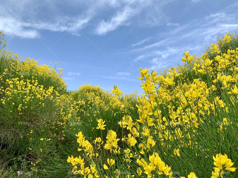 splendid flowering of broom in Vald'Orcia