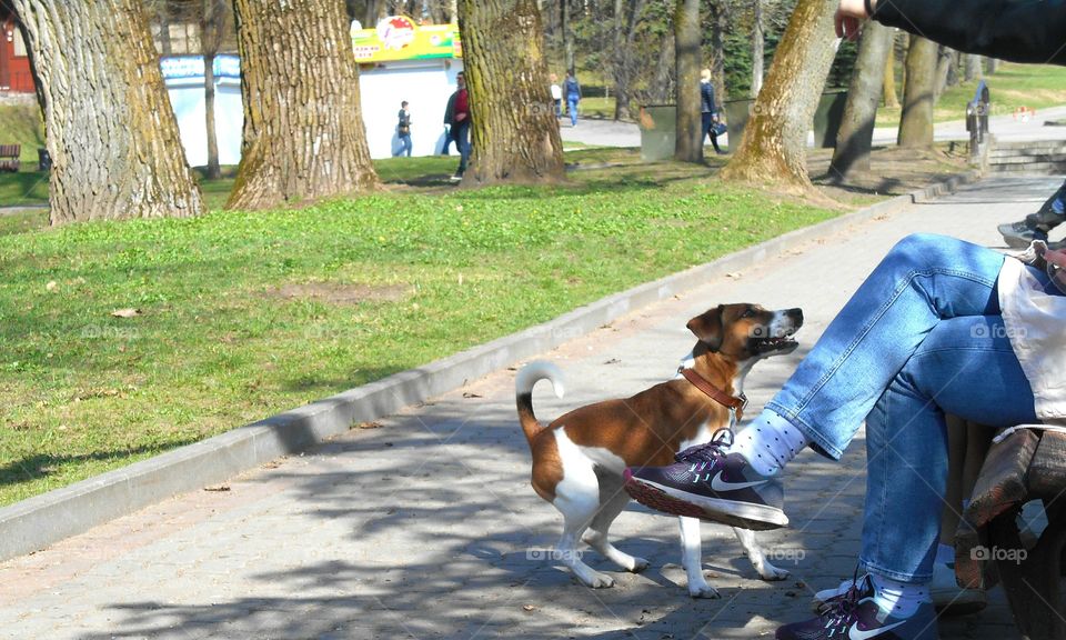 Road, Street, People, Dog, Outdoors