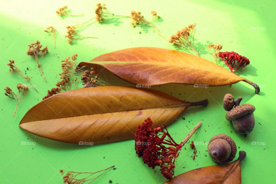 Autumn decoration: yellow leaves,  dried flowers and acorns