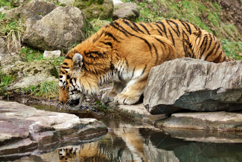 Tiger drinking water from pond