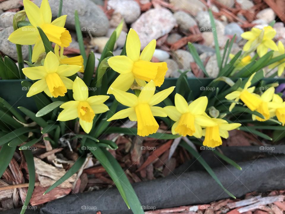 Spring flowers