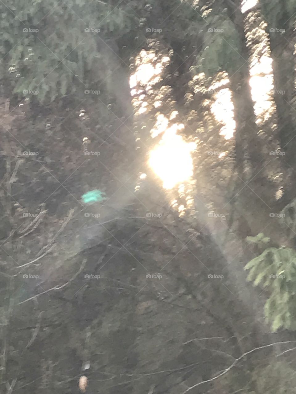 Sonnenlicht im Wald
