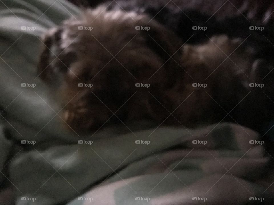 Sleep, Dog, Bed, Portrait, Cat