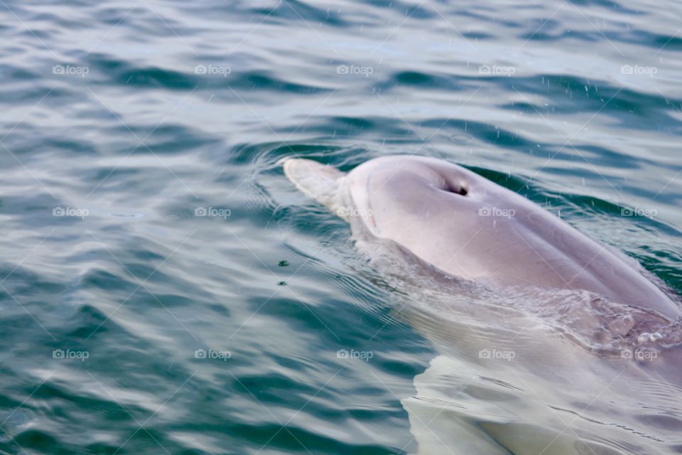 Wild female dolphin surfacing 